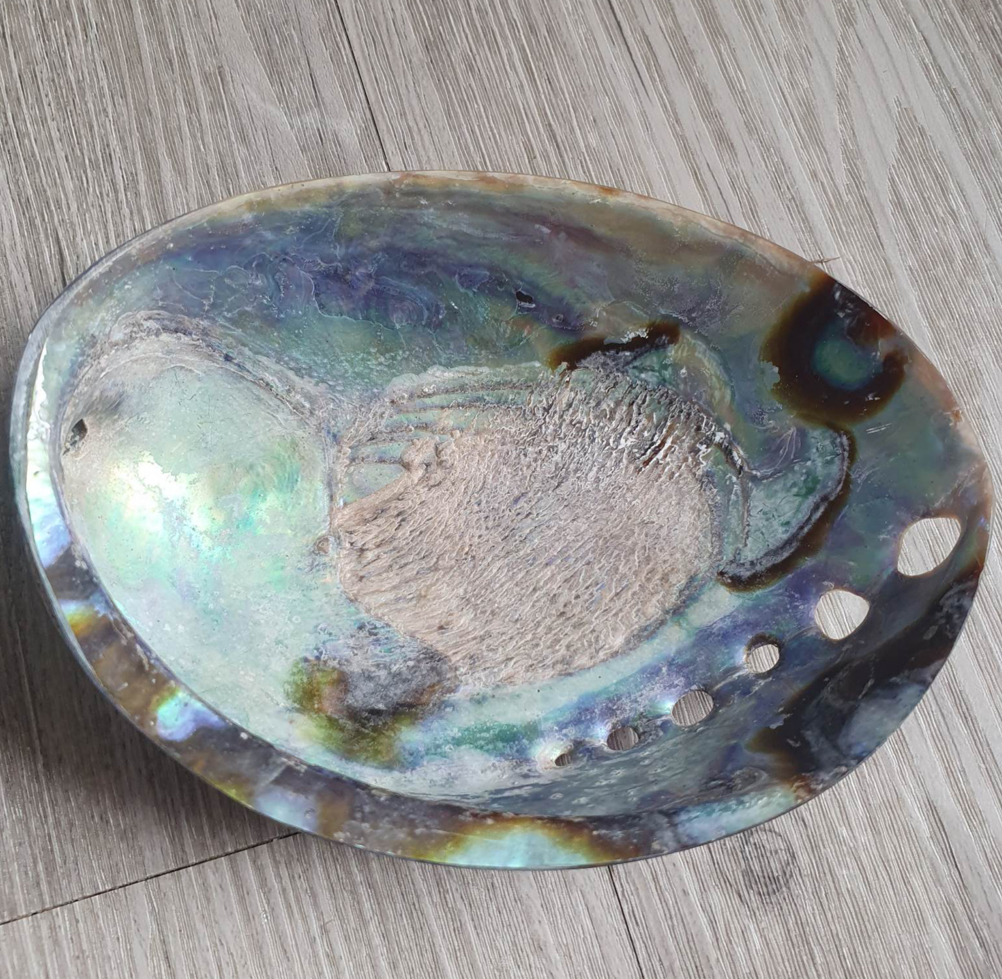Abalone Shell