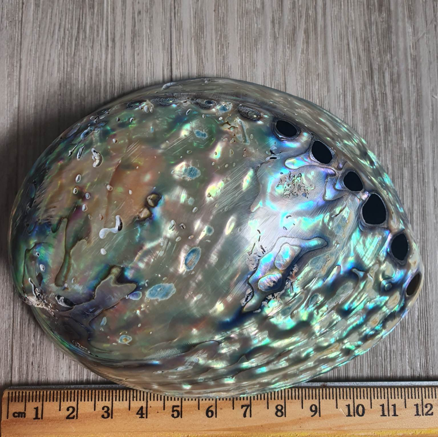 Abalone Shell