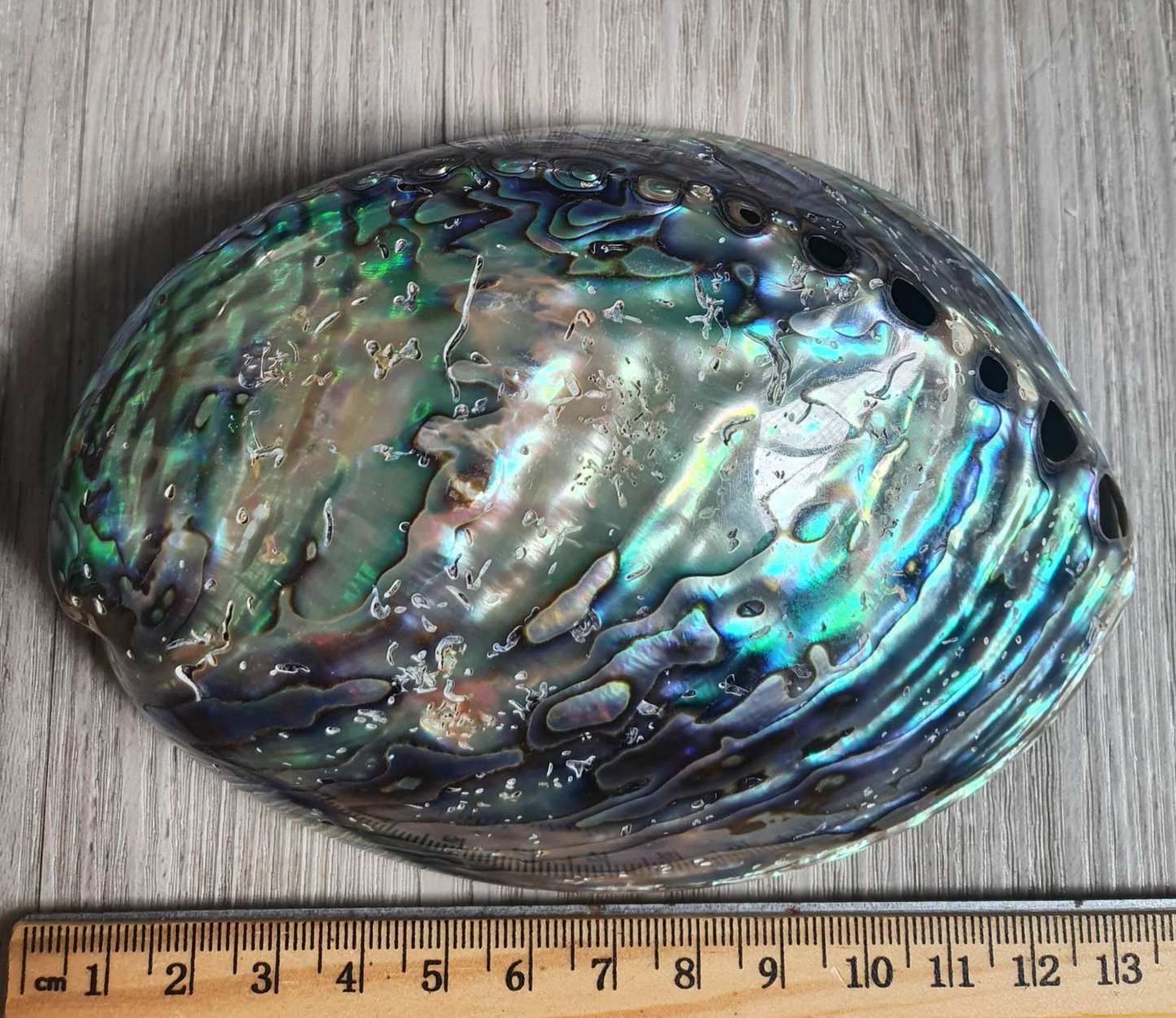 Abalone Shell