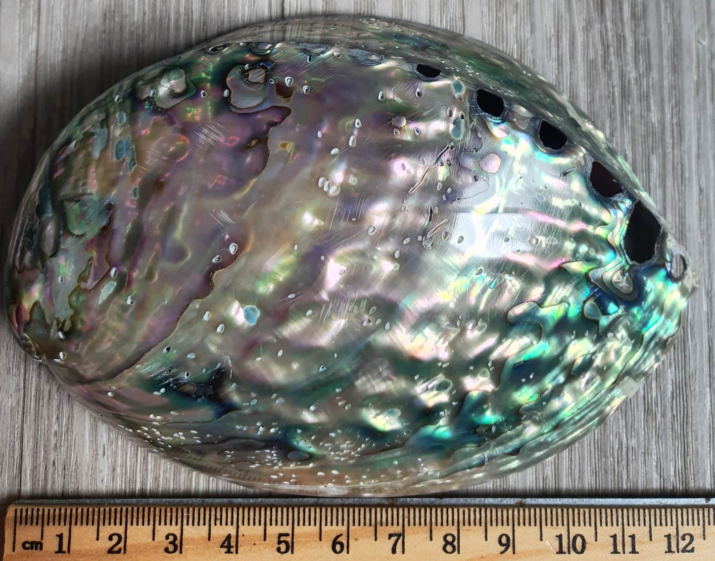 Abalone Shell
